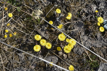 Mother and stepmother