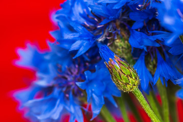 Bright blue flowers with an unopened bud on a red background
