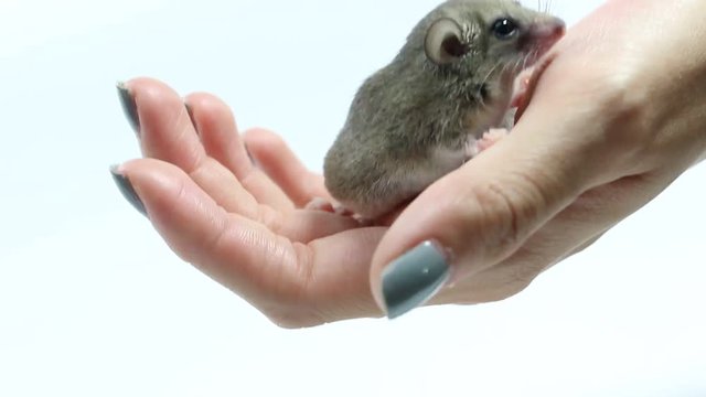 side view of African Pygmy Dormouse on girl hand with white background