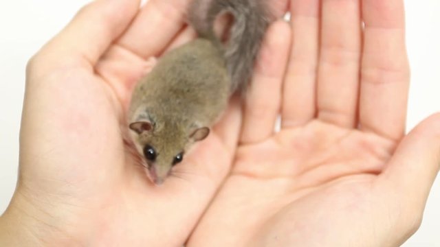 African Pygmy Dormouse lay on hand with white background