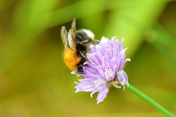 Bee on a chive flower.