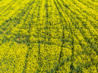 Signs on rapeseed field. Aliens concept.