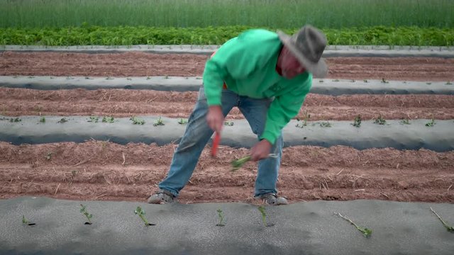 Farmer bending over to push sweet potato shoots through plastic mulch