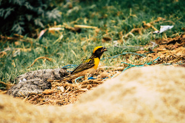 Baya Weaver in the Wild 