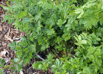 Süßholz - Glycyrrhiza echinata