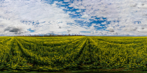 360 degrees aerial panorama of rapeseed field