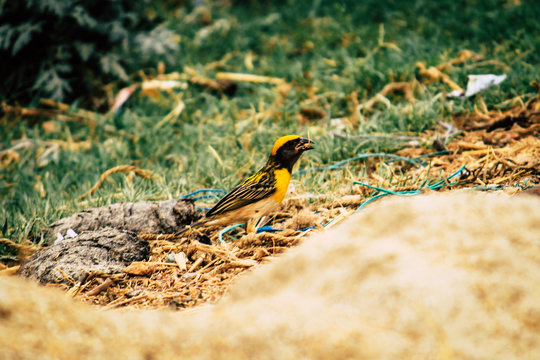 Baya Weaver in the Wild 