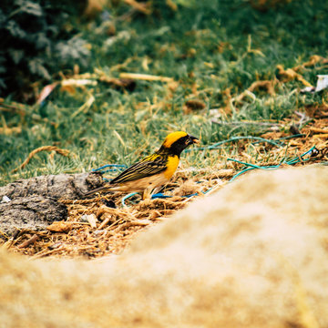 Baya Weaver in the Wild 