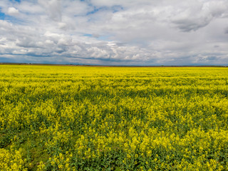 Fototapeta premium Signs on rapeseed field. Aliens concept.