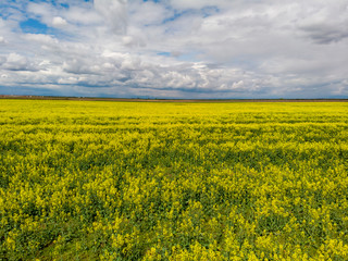 Fototapeta premium Signs on rapeseed field. Aliens concept.