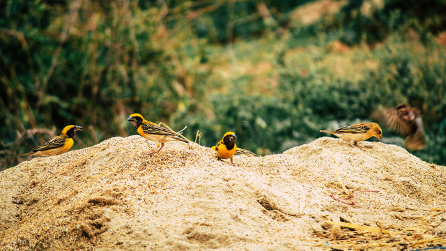 Baya Weaver in the Wild 