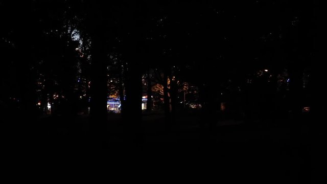 Tree Silhouettes in Public Park at Dusk