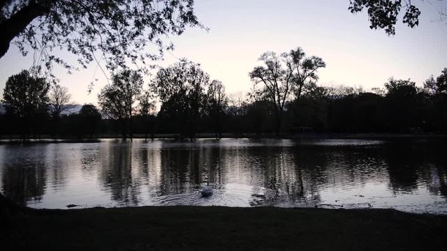 Nature Park at Dusk with Swan Swimming in Lake
