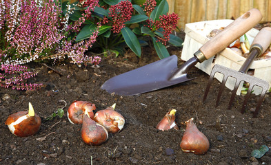 Plantation de bulbes de fleurs en automne