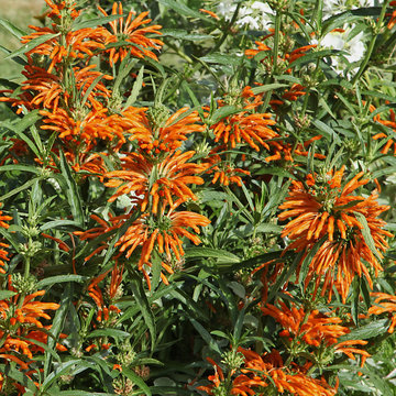 Leonotis leonurus