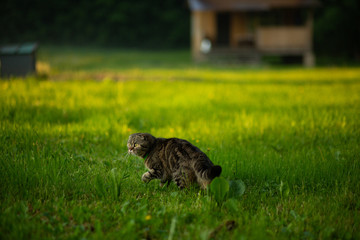 Fold cat walks in the street