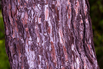 Tree trunk close up, bark texture. Embossed texture of the brown bark of a tree. tree bark...