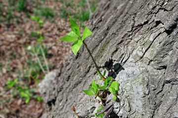 Young shoots with delicate foliage on the bark of a large tree