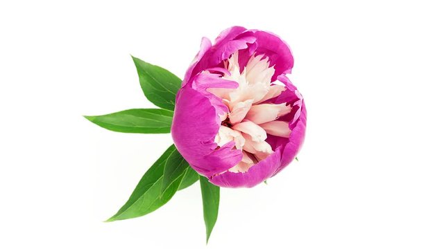 Timelapse of pink peony flower Gay Paree blooming on pure white background top view
