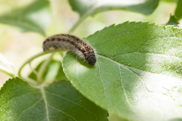 Pest plants. Brown caterpillar with hairs on a green leaf. Macro