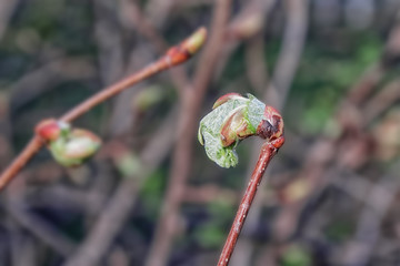 The leaves bloom from a bud on a branch of a young tree.