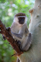 Obraz premium Vervet monkey in Lake Chamo national park, Arba Minch, Ethiopia wildlife