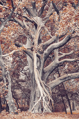 Majestic ethereal tree in city park Hawassa, Ethiopia