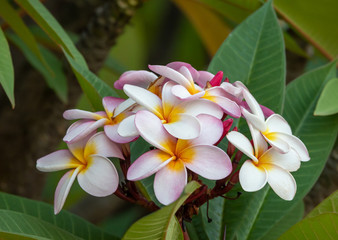 Pink and white plumeria flower with shallow focus in nature garden. Ethiopia