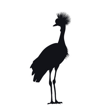 Black Silhouette Of African Grey Crowned Crane On White Background. Isolated Bird Icon. Wild Animals Of Africa. Savannah Nature. Desert Wildlife