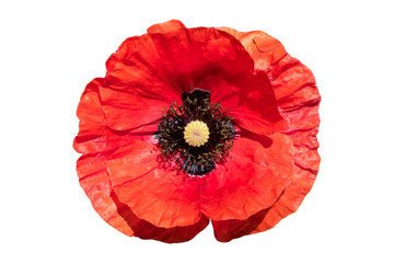 One Papaver rhoeas scarlet flower isolated on white