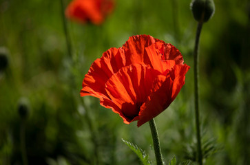 poppy in field