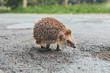 baby Hedgehog on a street