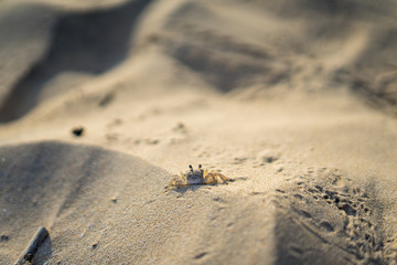 Crab on the beach
