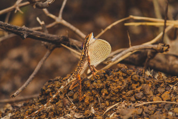 Sitana is a genus of lizards, collectively known as the fan-throated lizards, from the family Agamidae. They are found in Nepal, India, Sri Lanka and Pakistan.