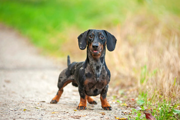 Black merle dachshund in a natural park