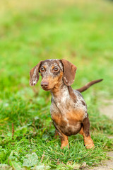 Red harlequin dachshund is standing in a natural envirnoment, fall colors