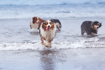 Perro Pastor Australiano corriendo en la orilla de la playa con más perros