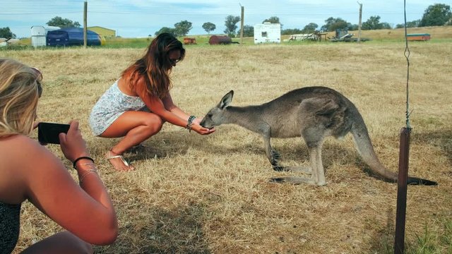 Group of women on a farm feeding a little grey kangaroo in slow motion.