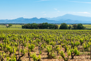 Fototapeta na wymiar Landscape of vineyards leading to the Alpes Maritime.