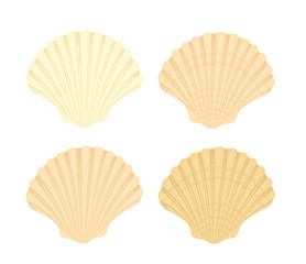 Vector scallop sea shells for flight design isolated on white.