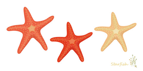 set of starfishes on white background