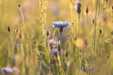 Cornflower in the field at dusk
