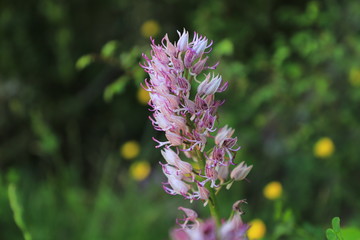 orchidée sauvage des Causse