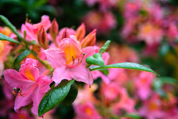 Pink Rhododendron flowers close up
