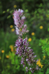 orchidée sauvage des Causse