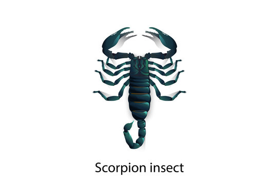 Scorpions vector on white background,Isolated,Objects.