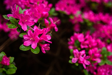 Pink Rhododendron flowers close up