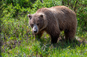 Fototapeta premium Grizzly Bear in Meadow