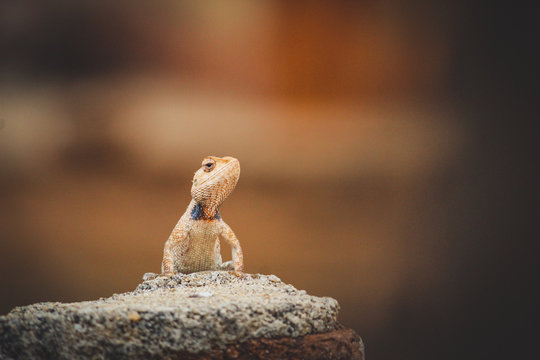 The oriental garden lizard, eastern garden lizard, bloodsucker or changeable lizard is an agamid lizard found widely distributed in indo-Malaya.