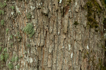 Wooden background